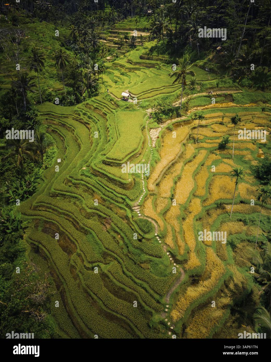 Vista aerea delle risaie Tegallalang di Bali, Indonesia. Foto Stock