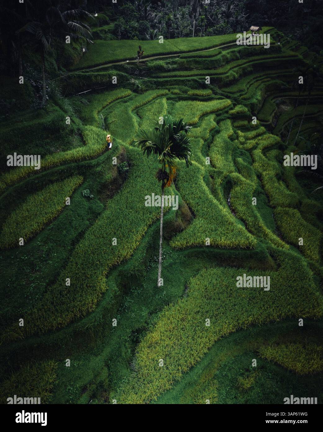 Vista aerea delle risaie Tegallalang di Bali, Indonesia. Foto Stock