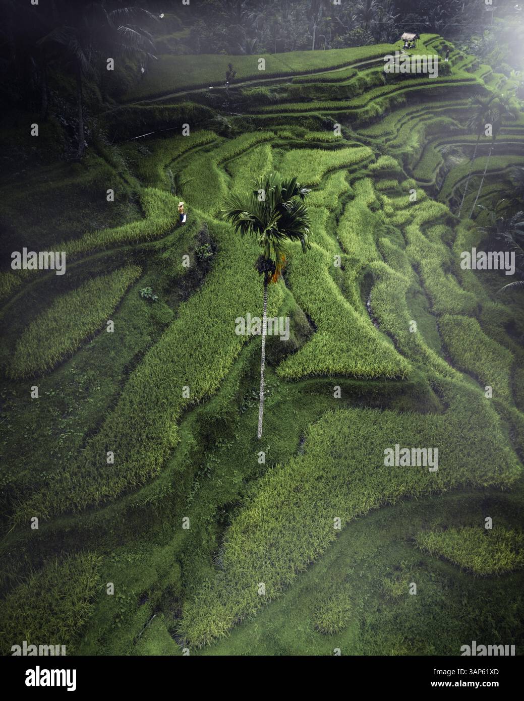 Vista aerea delle risaie a terrazza di Tegallalang, Bali, Indonesia. Foto Stock