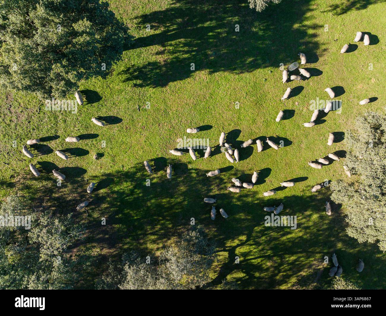Vista aerea dei maiali al pascolo in un prato lussureggiante circondato da alberi e ombre, Zufre, Huelva, Spagna. Foto Stock