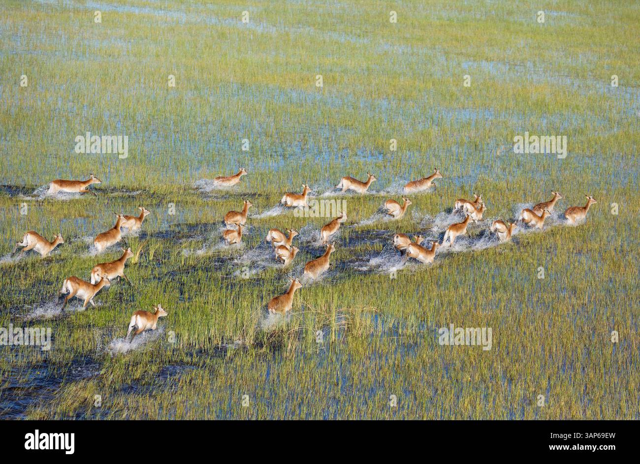 Vista aerea di Red Lechwe (Kobus leche leche), che corre in una palude d'acqua dolce, vista aerea, Delta dell'Okavango, riserva di caccia Moremi, Botswana. Foto Stock