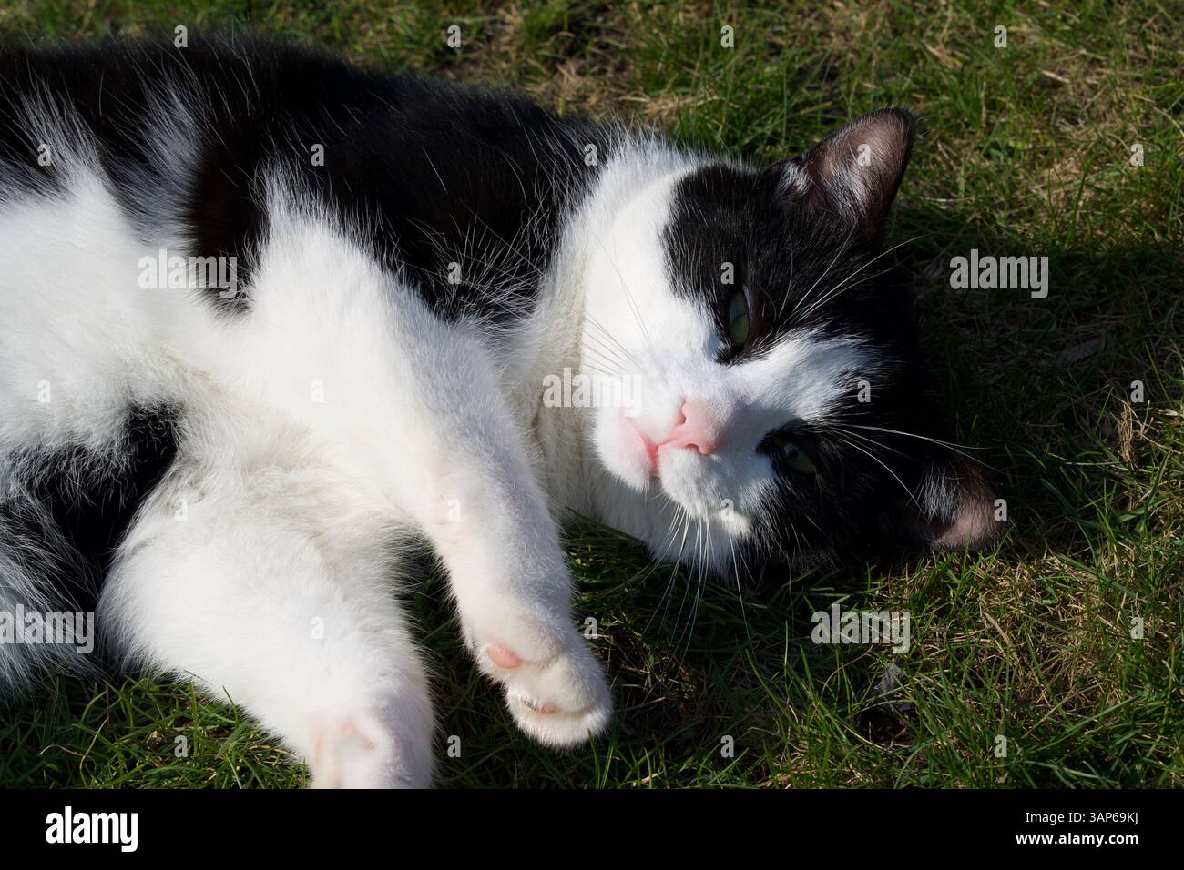 Primo piano di un gatto Foto Stock