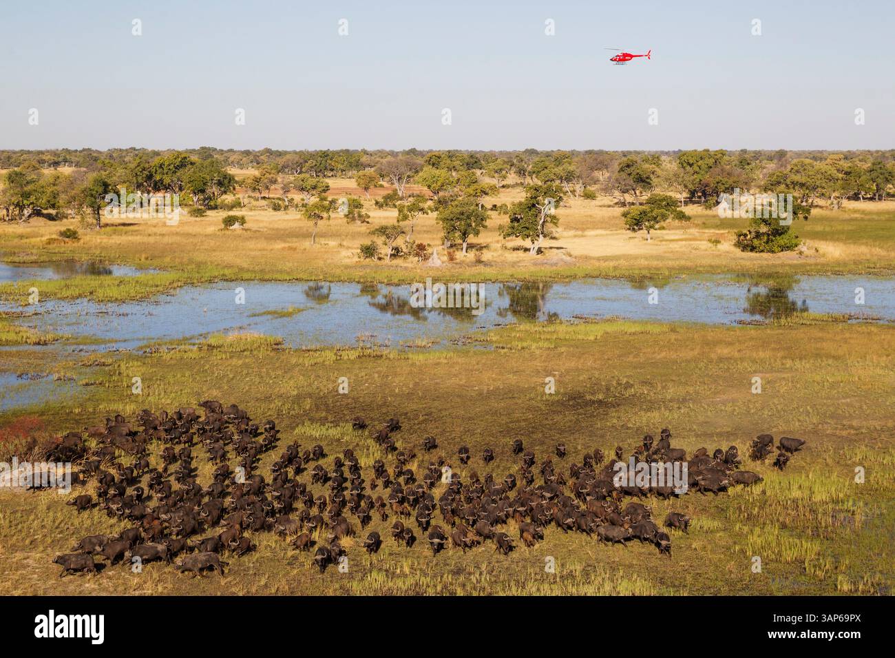 Veduta aerea di Cape Buffalo (Syncerus caffer caffer), attraversamento di una zona paludosa, veduta aerea, Delta dell'Okavango, riserva di Moremi, Botswana. Foto Stock