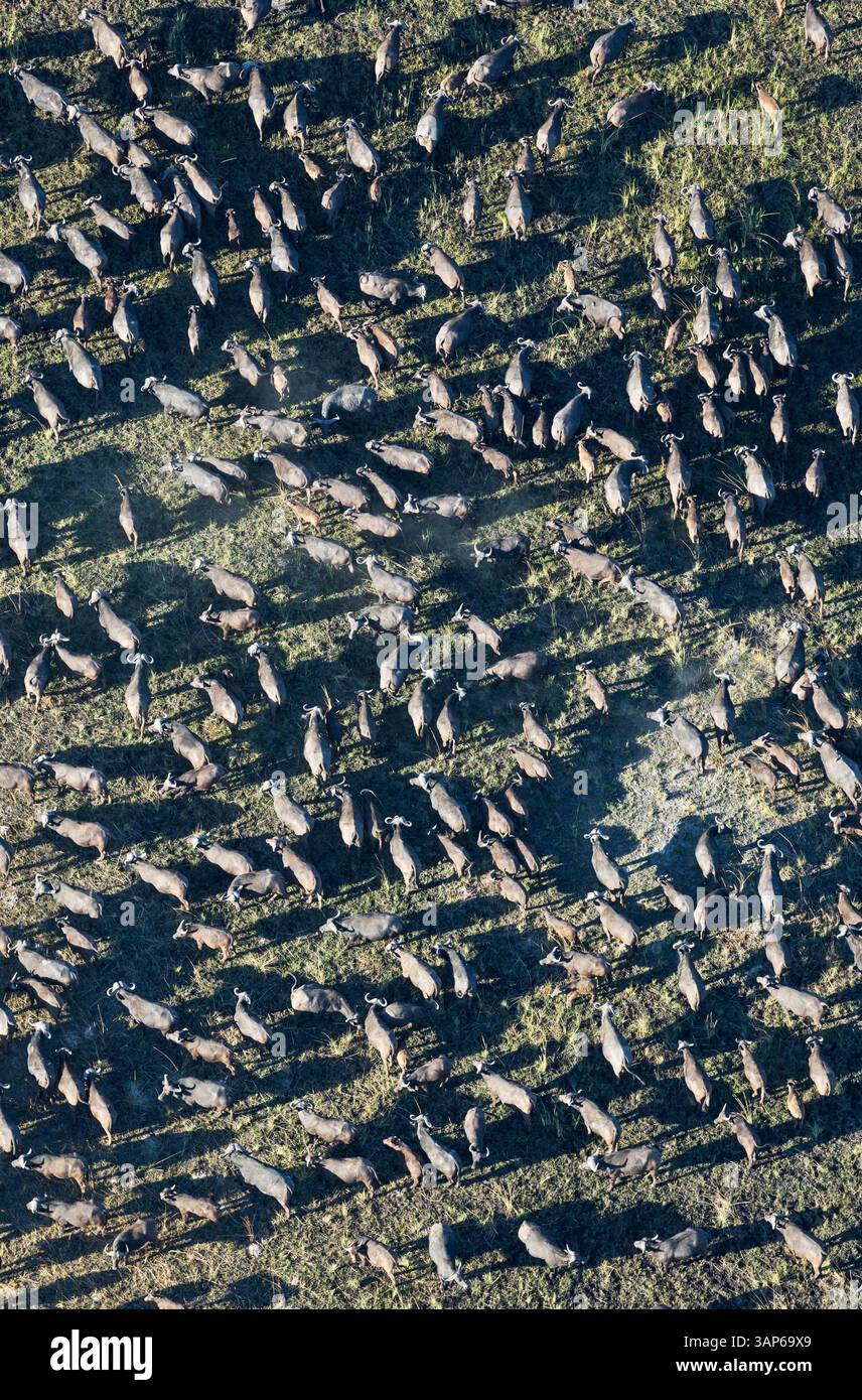Veduta aerea di Cape Buffalo (Syncerus caffer caffer), attraversamento di una zona paludosa, veduta aerea, Delta dell'Okavango, riserva di Moremi, Botswana. Foto Stock