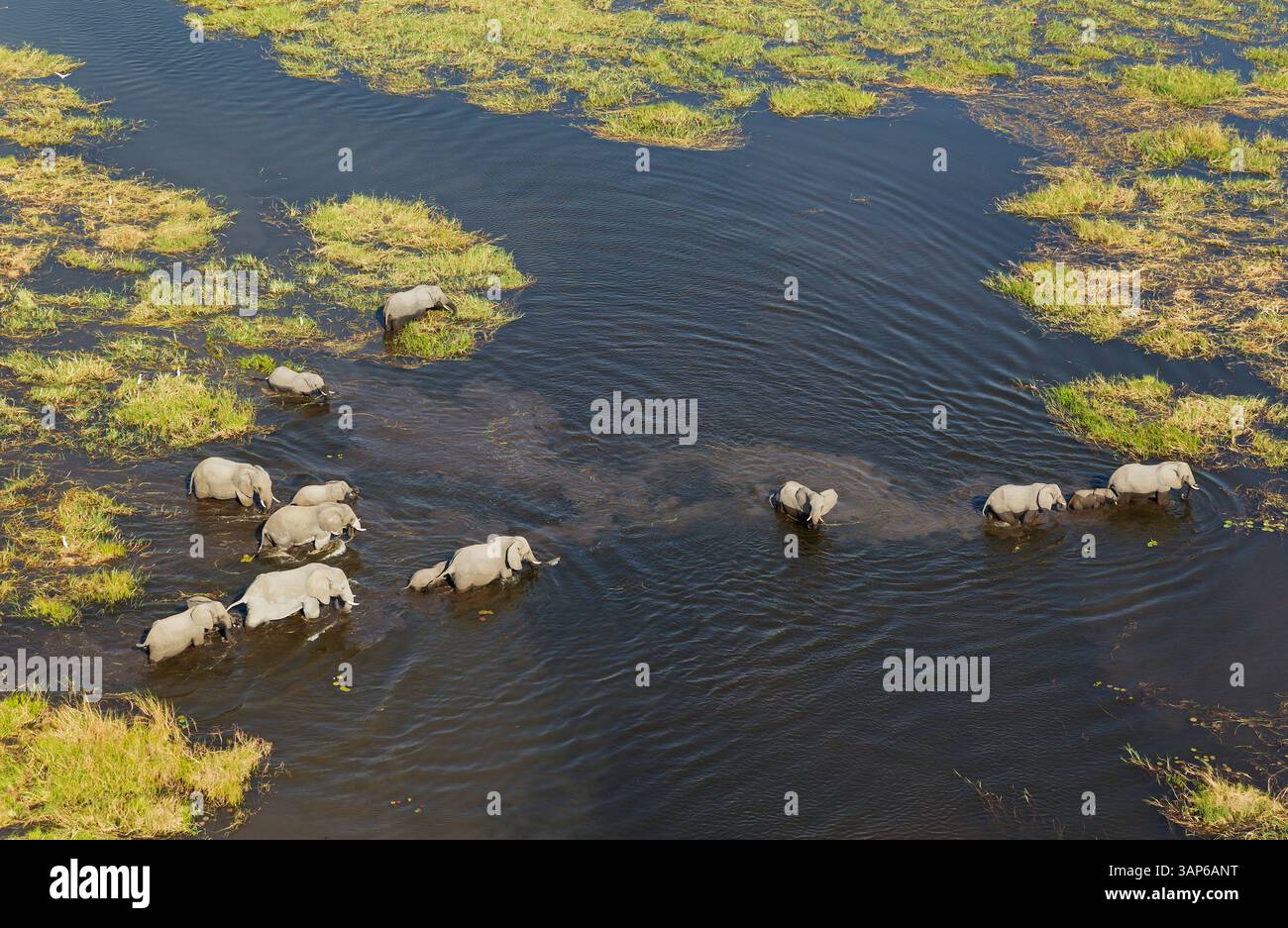 Vista aerea dell'elefante africano (Loxodonta africana), del branco riproduttore, dell'alimentazione e dell'abbeveraggio in una palude d'acqua dolce, vista aerea, del delta dell'Okavango, del Moremi G Foto Stock