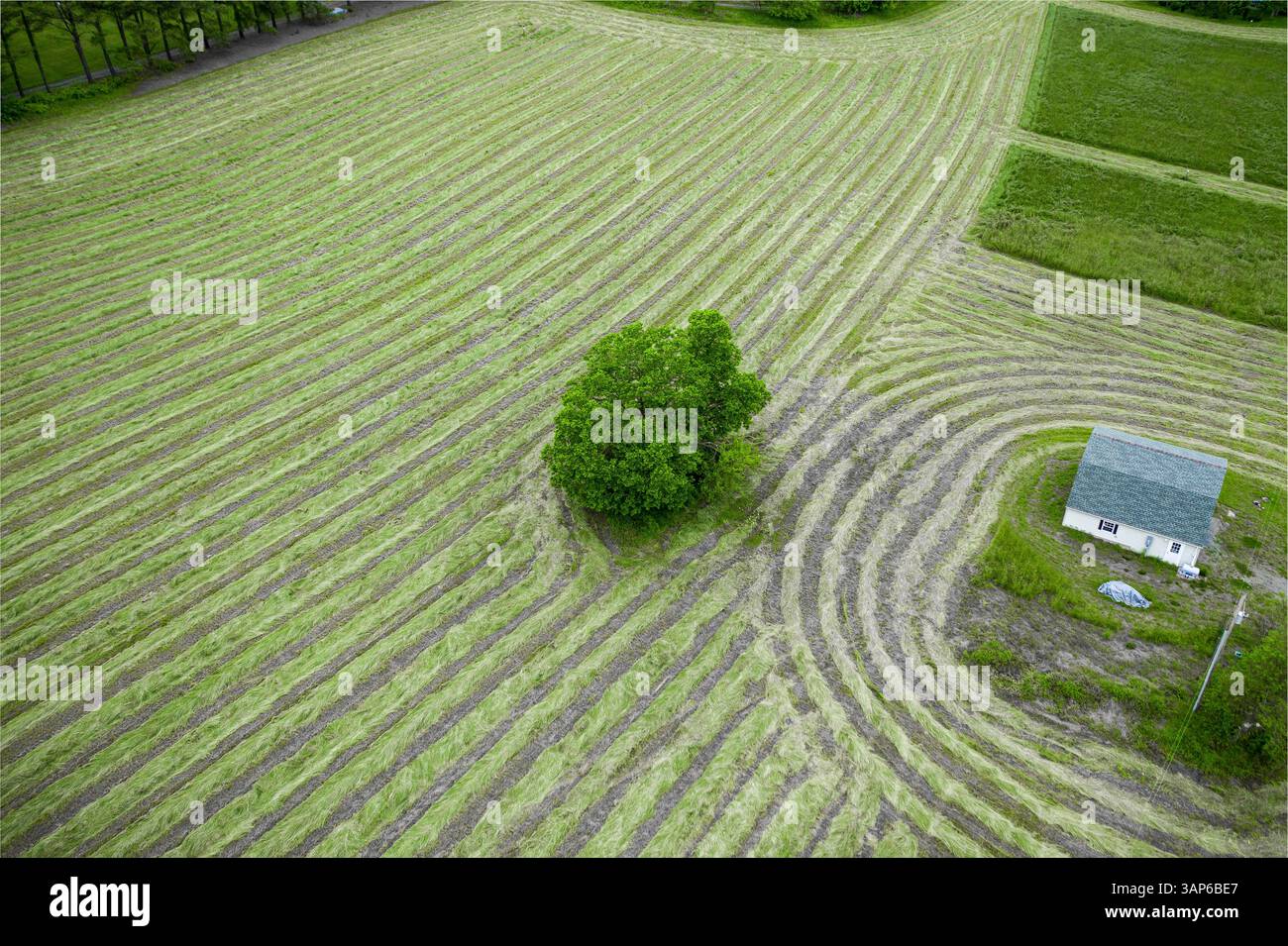 Vista aerea dell'albero solitario nelle fattorie della famosa valle dello Shenandoah vicino al fiume Shenandoah in Virginia, USA Foto Stock
