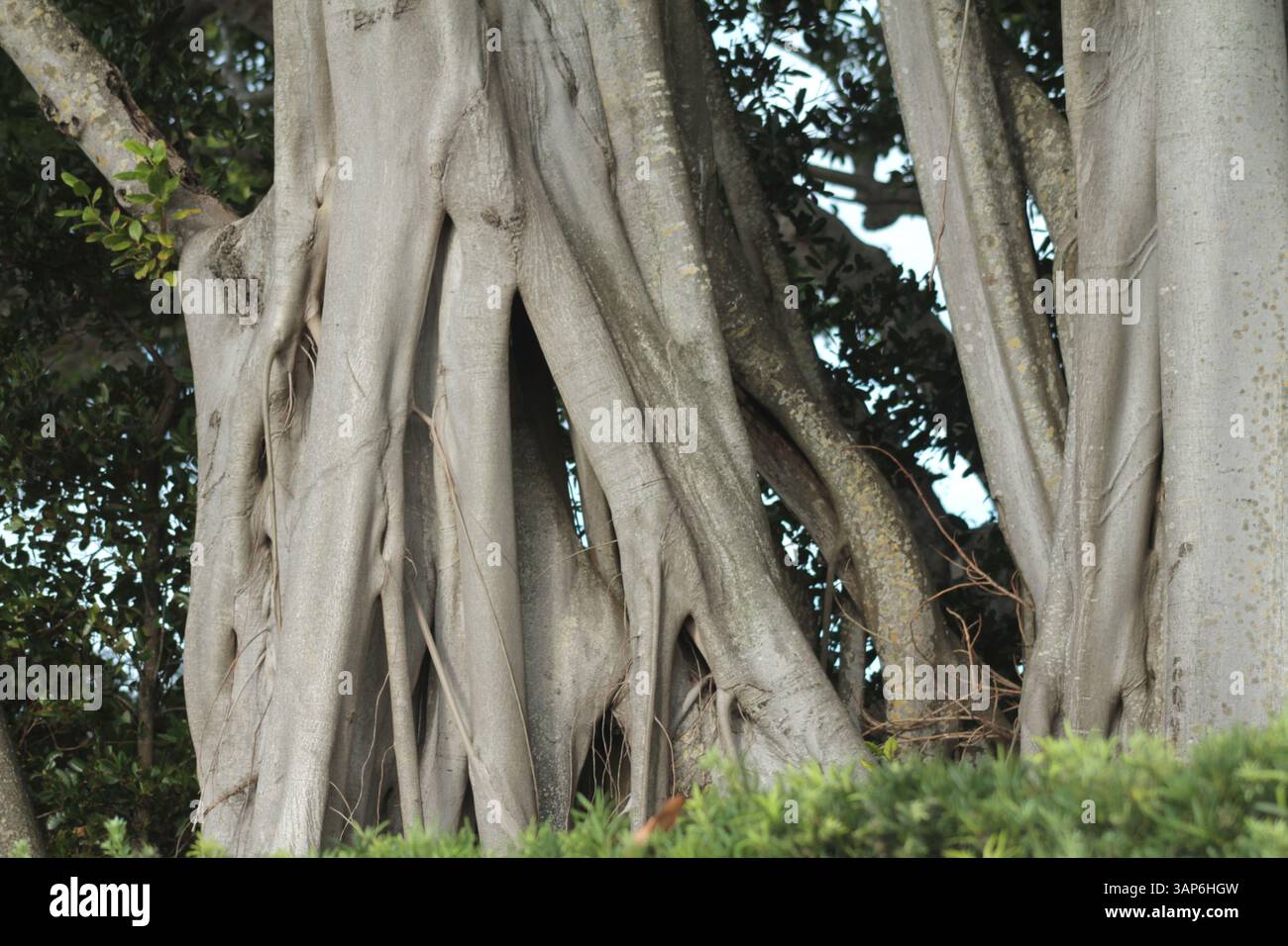 Radici di un albero di Banyan in Florida, Stati Uniti Foto Stock