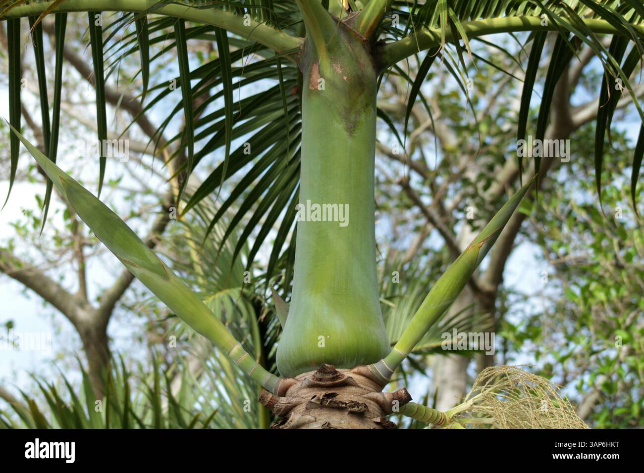 Florida, Stati Uniti. Il cordone liscio di una palma Roystonea regia. Foto Stock