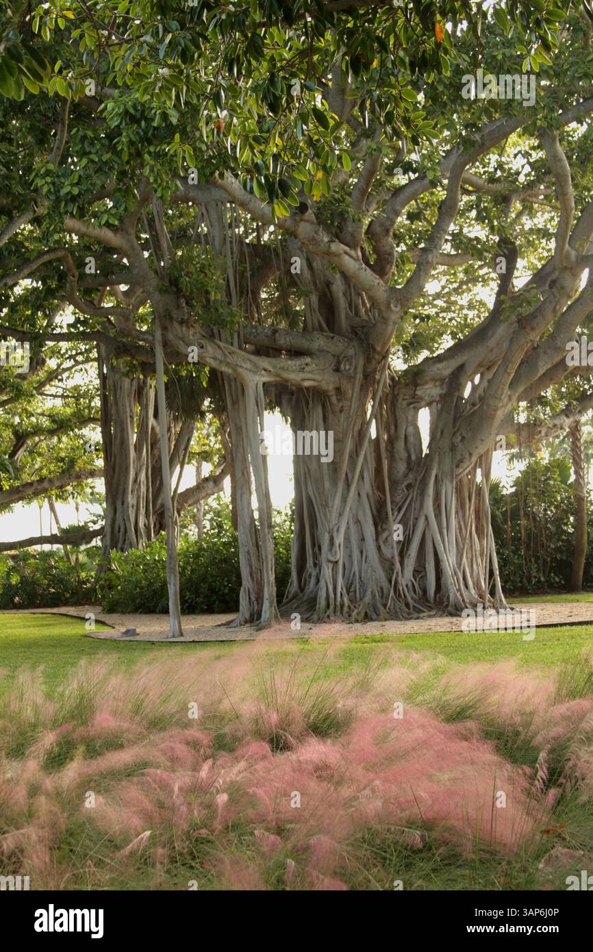 Palm Beach, Florida, Stati Uniti. Impressionante albero di banyan nel Lakeside Park. Foto Stock