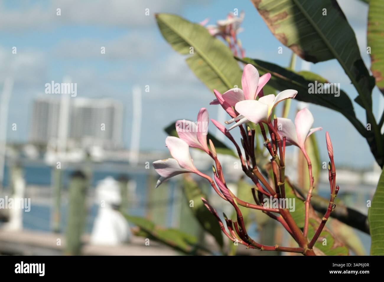 Florida, Stati Uniti. Una pianta di Plumeria rubra in fiore. Foto Stock