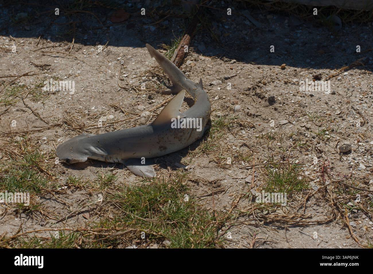Baby Hammerhead Shark su Sandy Ground vicino alla diga sotto la luce naturale del sole. Il piccolo squalo poggia su un terreno sabbioso asciutto sotto la luce del sole, catturando un mari Foto Stock