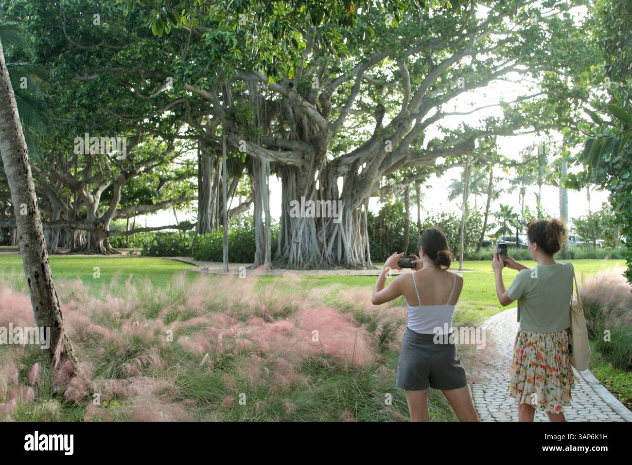 Palm Beach, Florida, Stati Uniti. Visitatori che studiano un impressionante albero di banyan nel Lakeside Park. Foto Stock