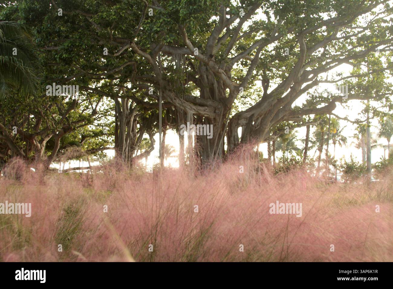 Palm Beach, Florida, Stati Uniti. Erba di muhly e un imponente albero di banyan nel Lakeside Park. Foto Stock