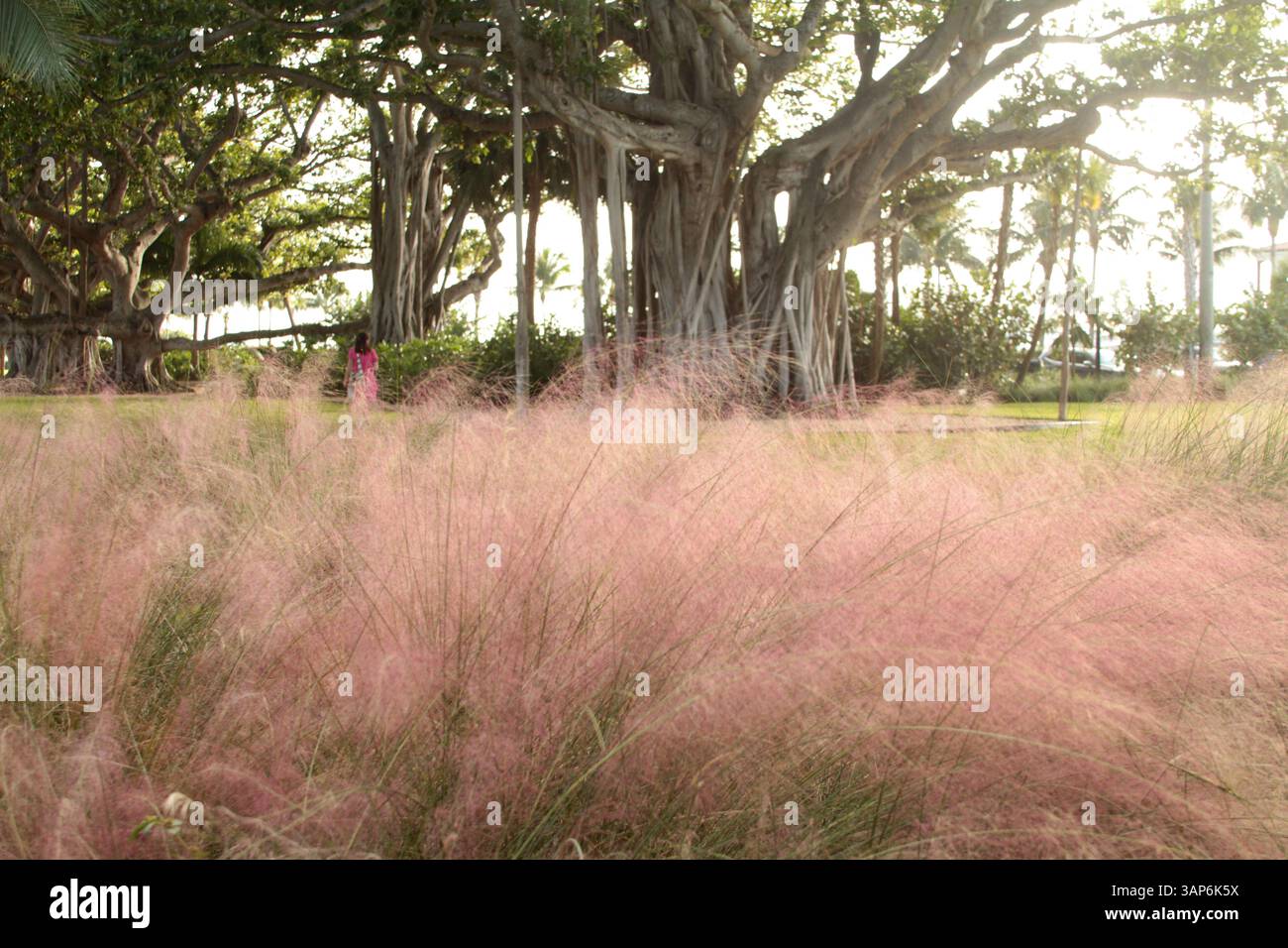 Palm Beach, Florida, Stati Uniti. Erba di muhly e un imponente albero di banyan nel Lakeside Park. Foto Stock