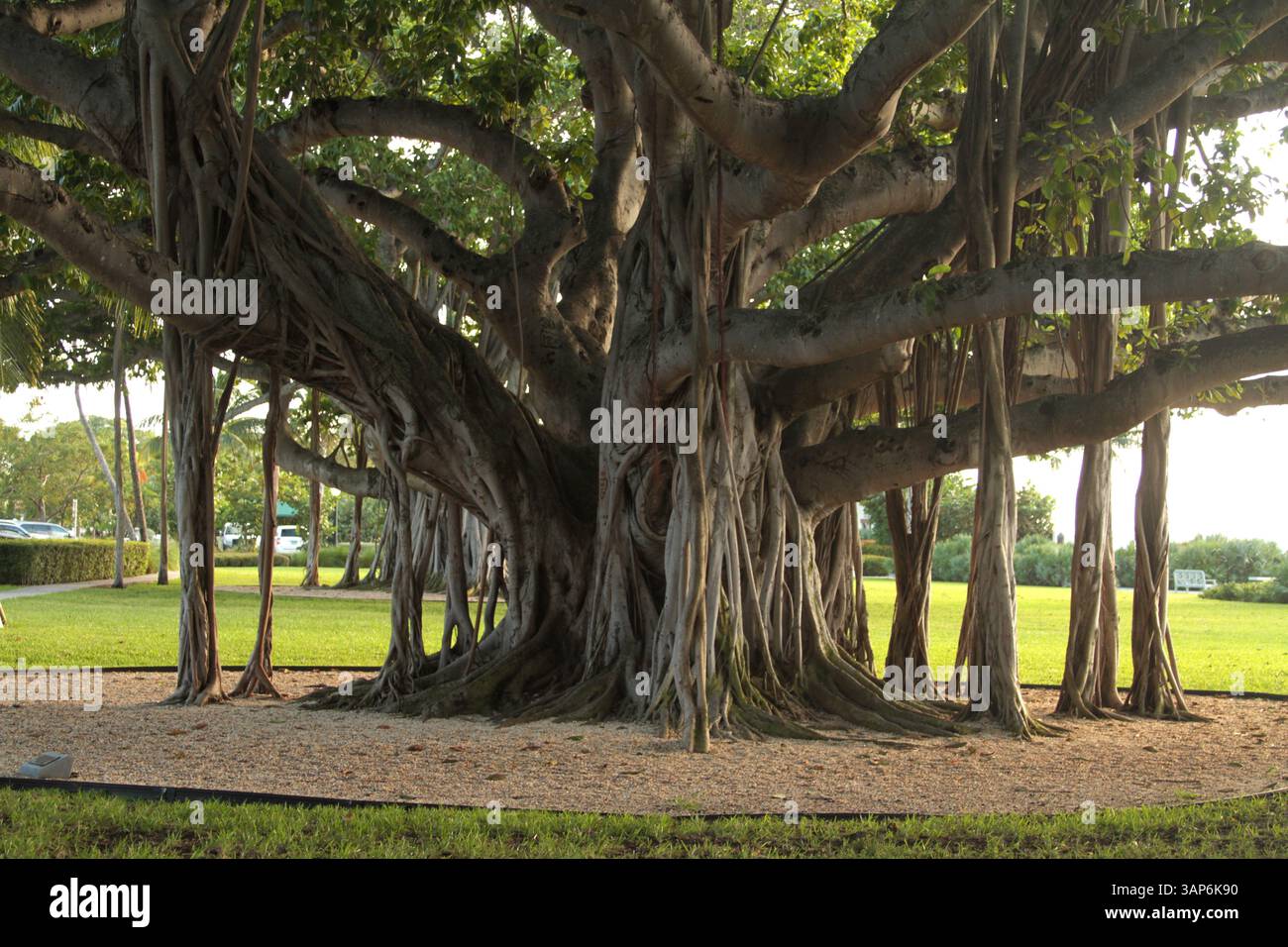 Palm Beach, Florida, Stati Uniti. Impressionante albero di banyan nel Lakeside Park. Foto Stock