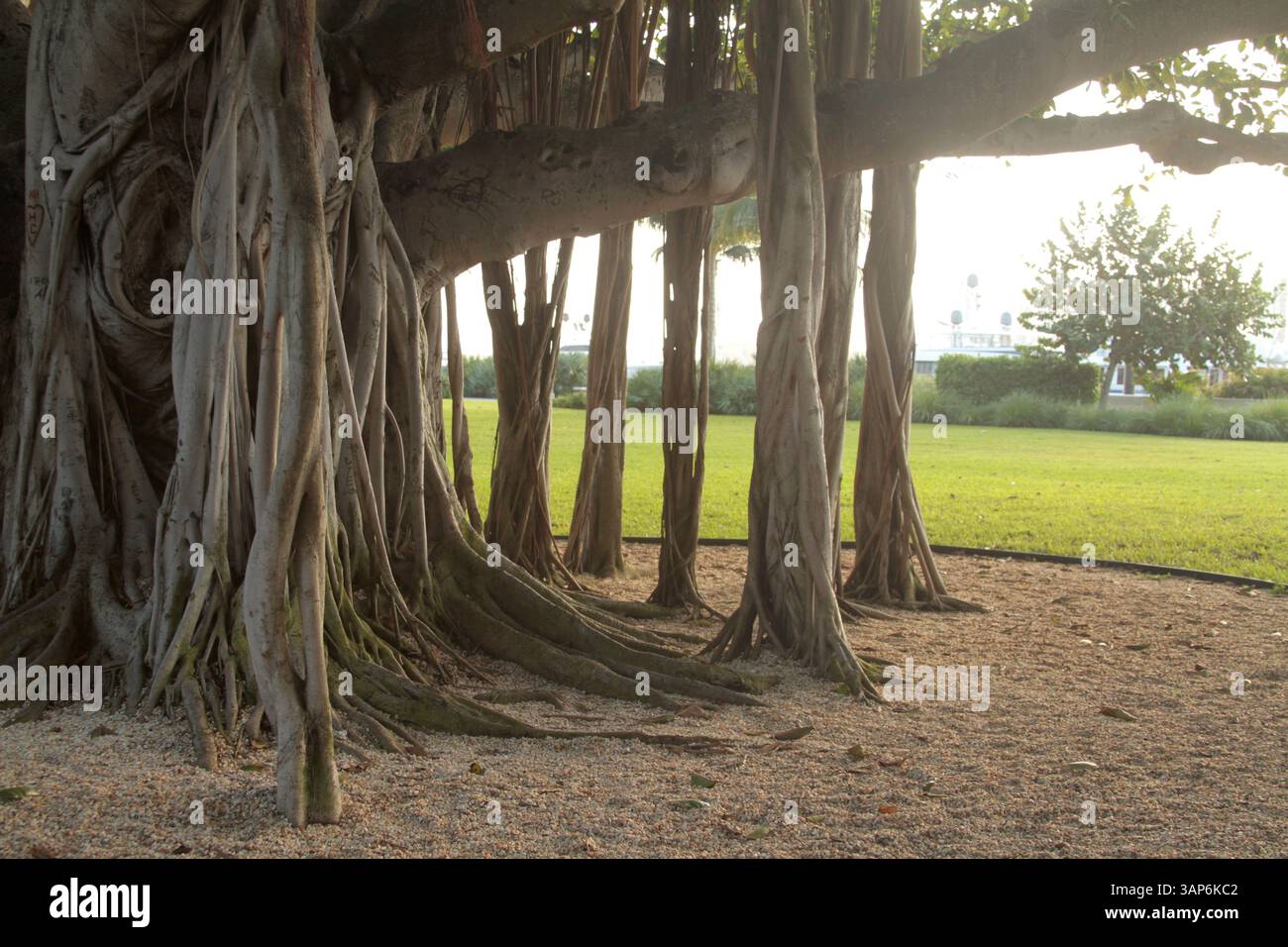 Palm Beach, Florida, Stati Uniti. Radici di un grande albero di banyan nel Lakeside Park. Foto Stock