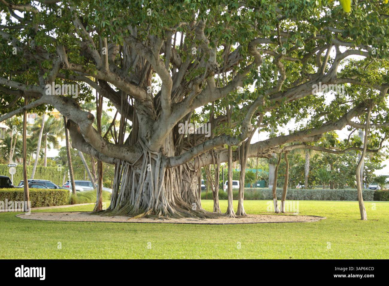 Palm Beach, Florida, Stati Uniti. Impressionante albero di banyan nel Lakeside Park. Foto Stock