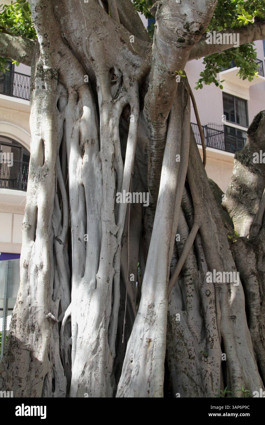 Grande albero di banyan nel centro di West Palm Beach, Florida, Stati Uniti. Foto Stock