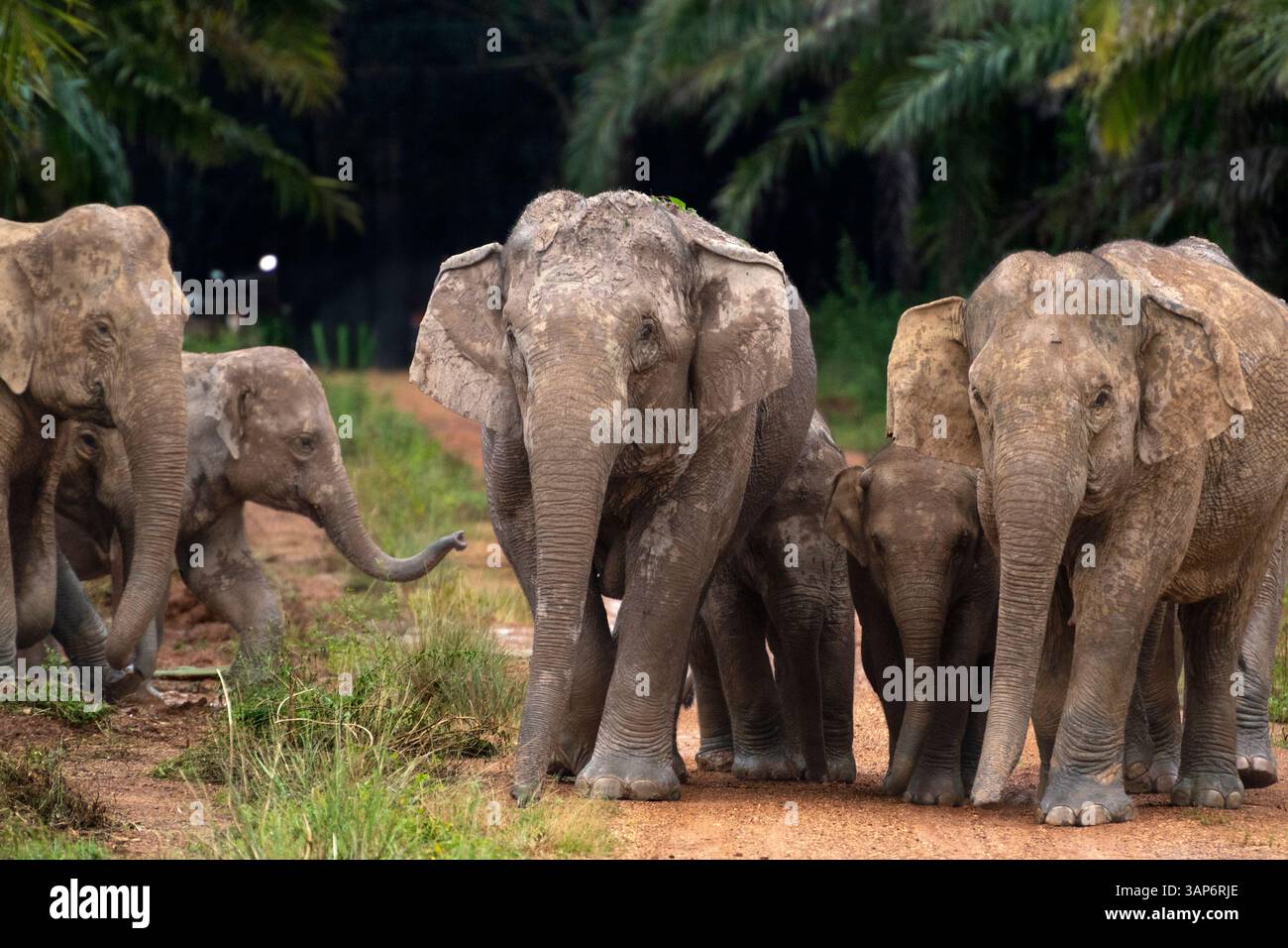 Branco di elefanti selvatici che cammina su strade sterrate Foto Stock