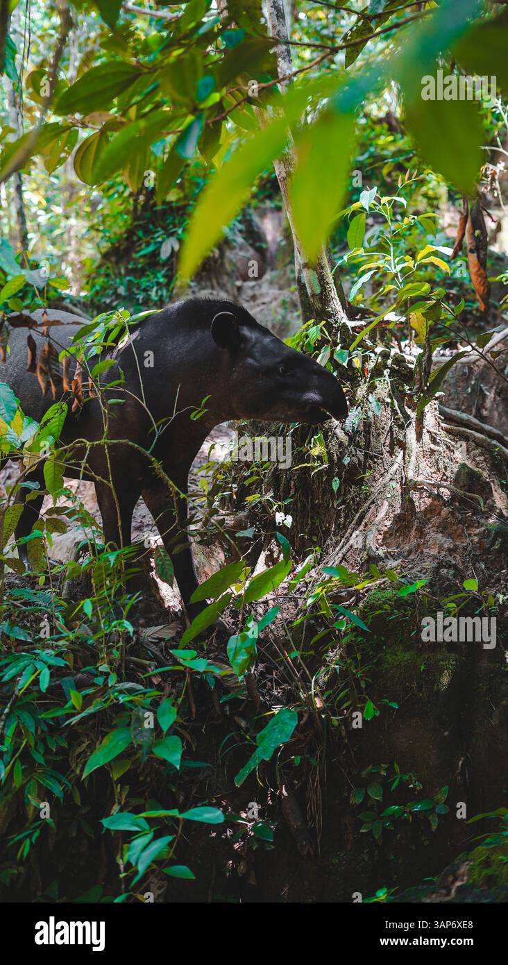 L'Amazzonia ecuadoriana e la sua ricchezza naturale Foto Stock