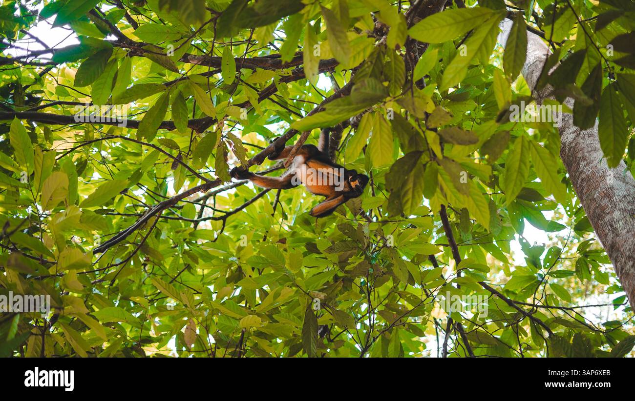 L'Amazzonia ecuadoriana e la sua ricchezza naturale Foto Stock