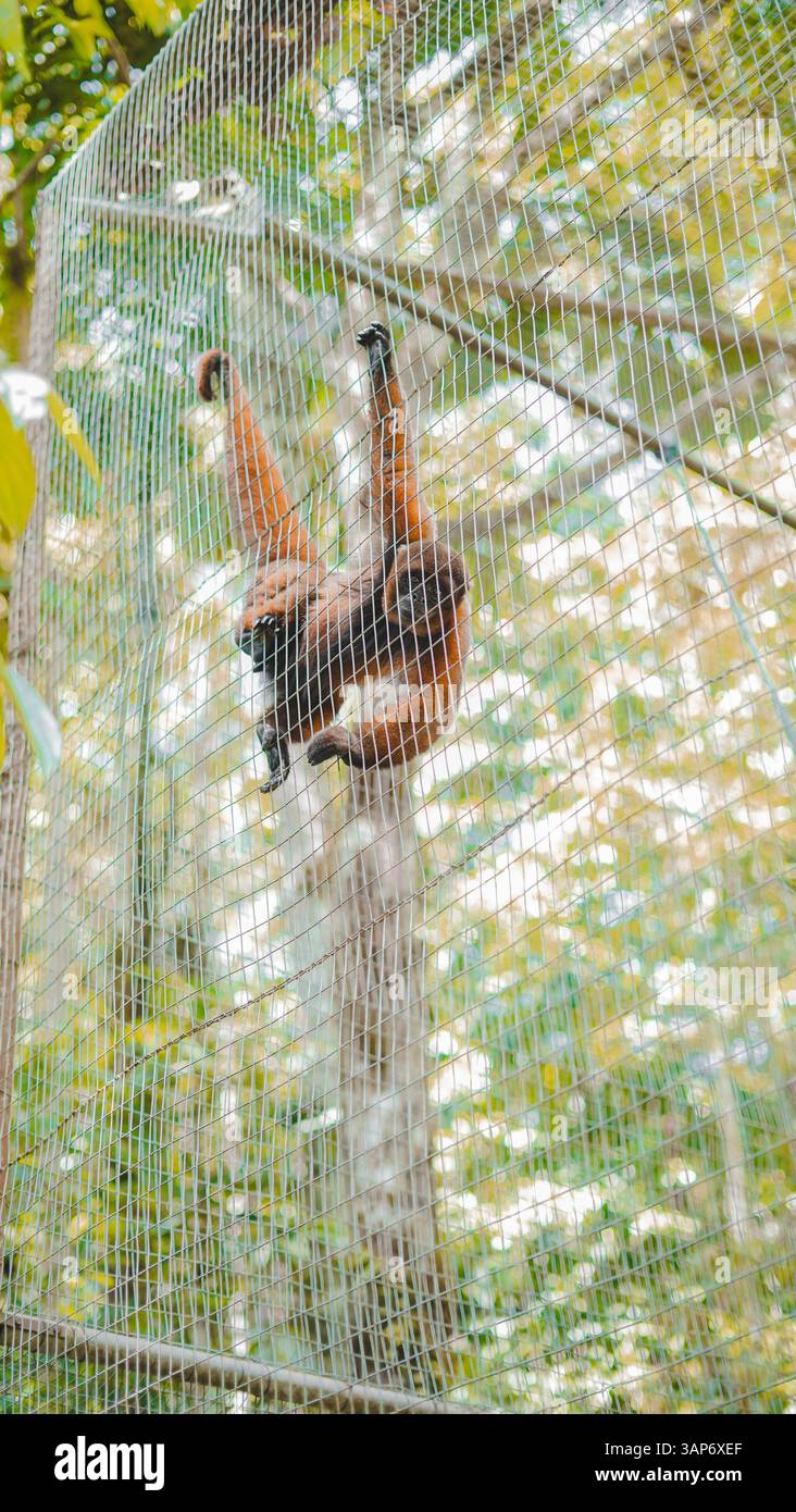 L'Amazzonia ecuadoriana e la sua ricchezza naturale Foto Stock