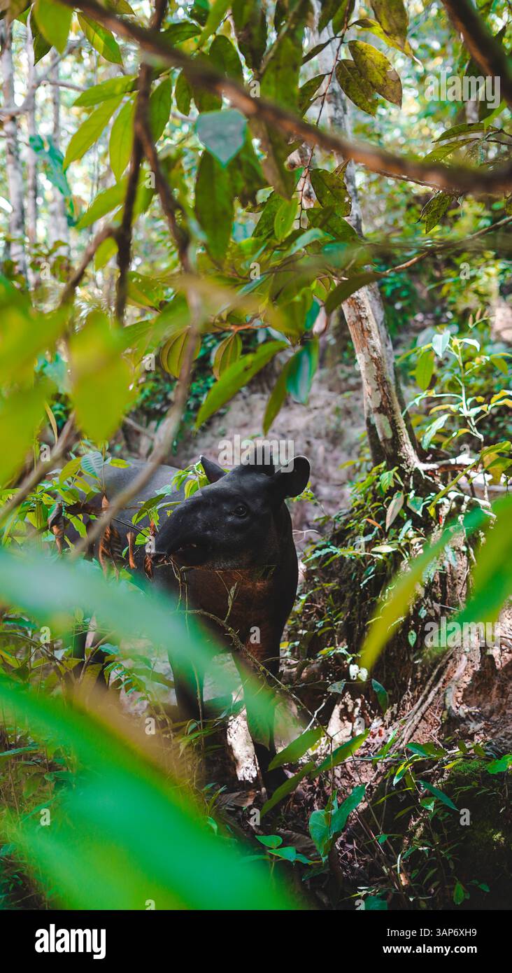 L'Amazzonia ecuadoriana e la sua ricchezza naturale Foto Stock