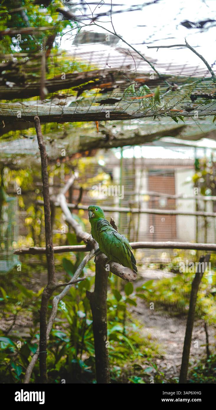 L'Amazzonia ecuadoriana e la sua ricchezza naturale Foto Stock