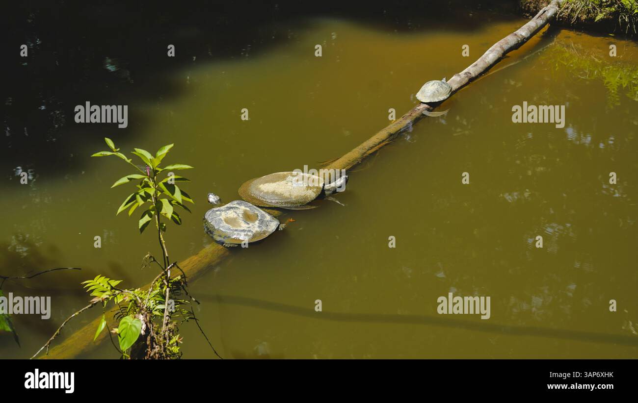 L'Amazzonia ecuadoriana e la sua ricchezza naturale Foto Stock