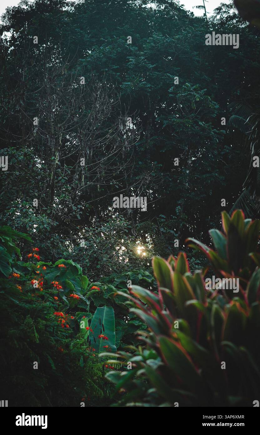 L'Amazzonia ecuadoriana e la sua ricchezza naturale Foto Stock