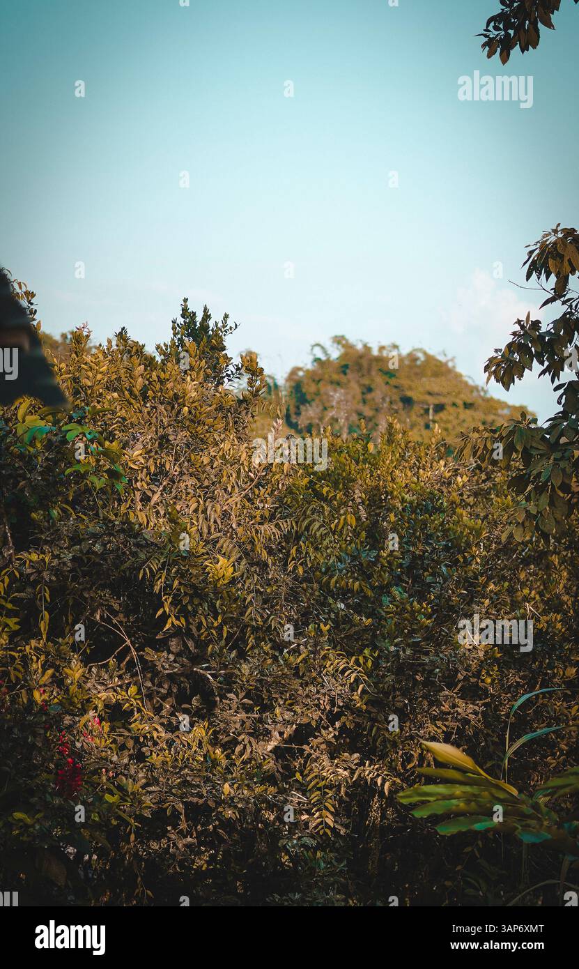 L'Amazzonia ecuadoriana e la sua ricchezza naturale Foto Stock