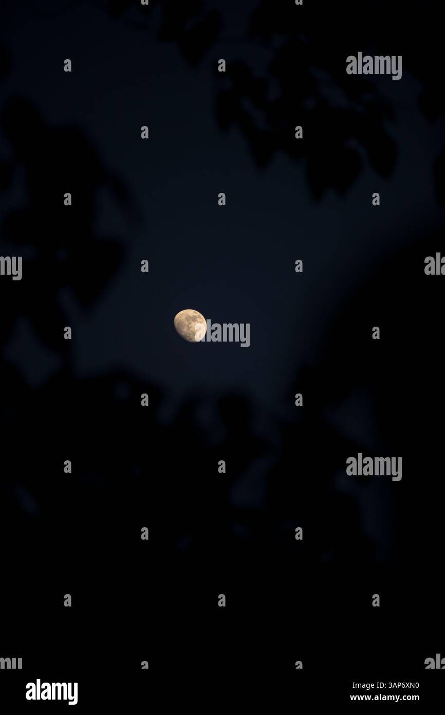 L'Amazzonia ecuadoriana e la sua ricchezza naturale Foto Stock