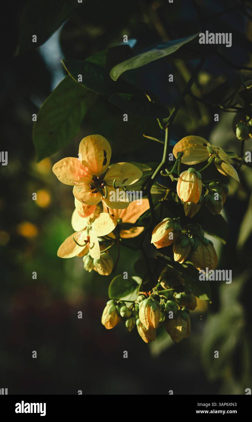 L'Amazzonia ecuadoriana e la sua ricchezza naturale Foto Stock
