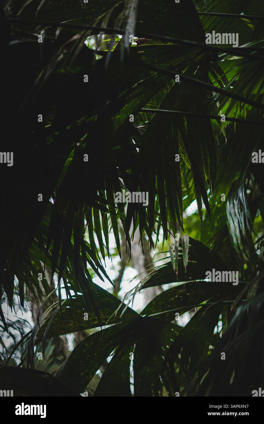 L'Amazzonia ecuadoriana e la sua ricchezza naturale Foto Stock
