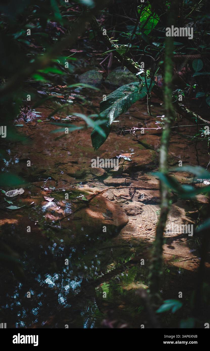 L'Amazzonia ecuadoriana e la sua ricchezza naturale Foto Stock