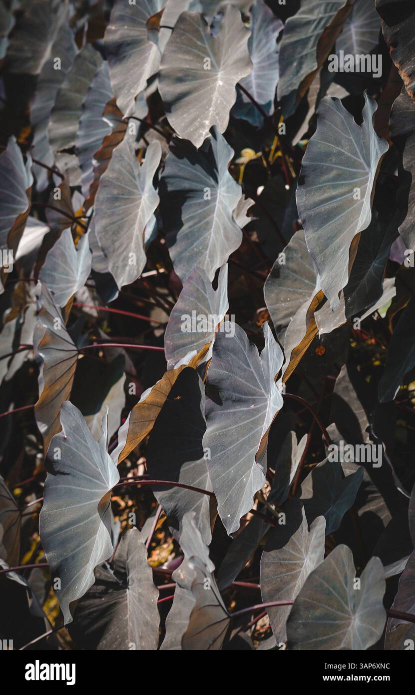 L'Amazzonia ecuadoriana e la sua ricchezza naturale Foto Stock