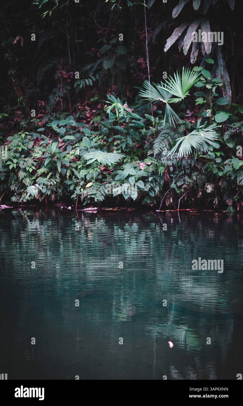 L'Amazzonia ecuadoriana e la sua ricchezza naturale Foto Stock