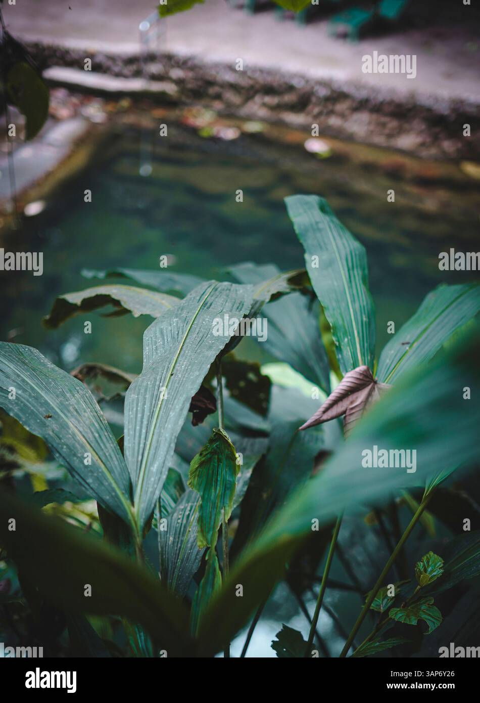L'Amazzonia ecuadoriana e la sua ricchezza naturale Foto Stock