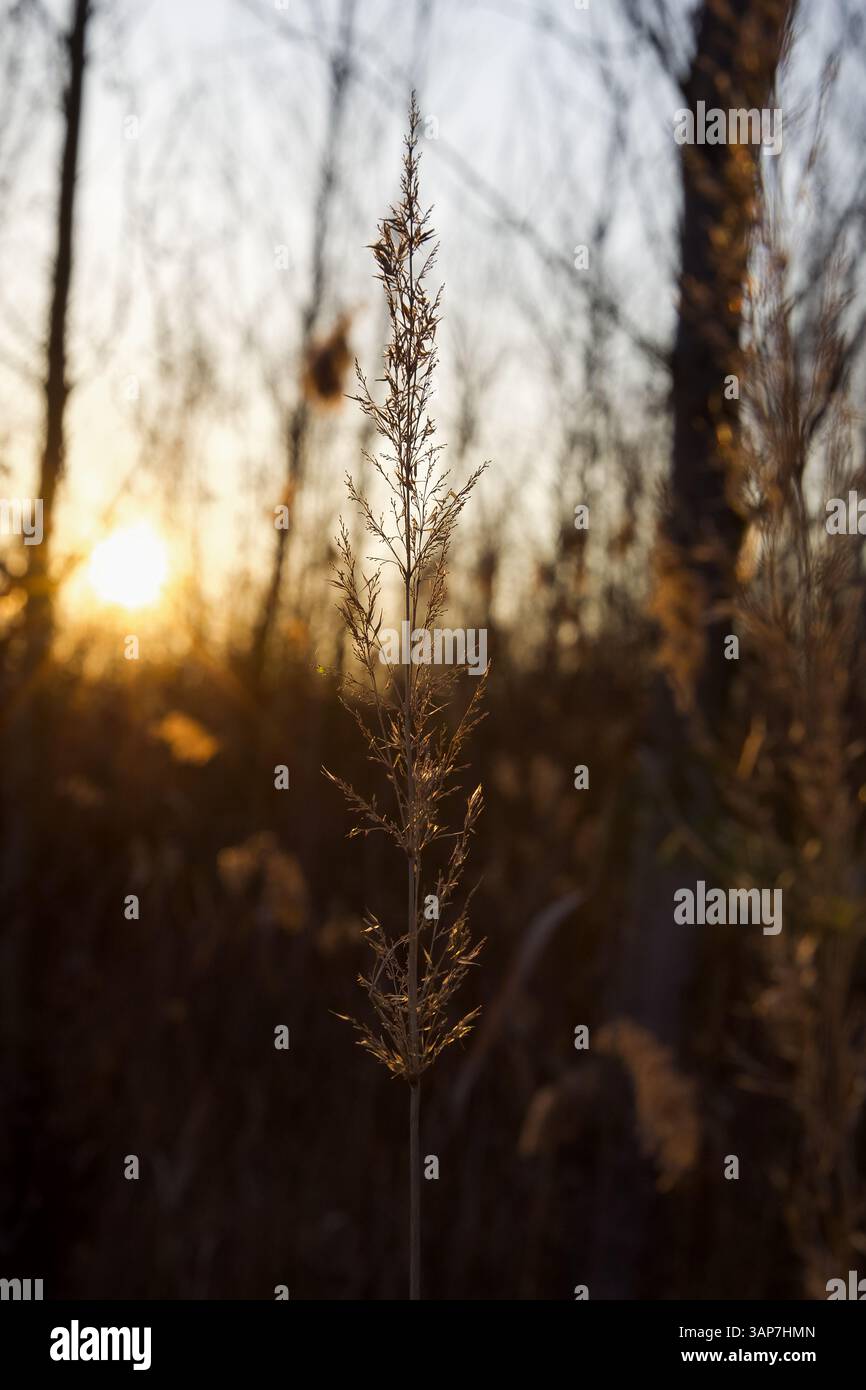 canne solitarie al bagliore della sera Foto Stock