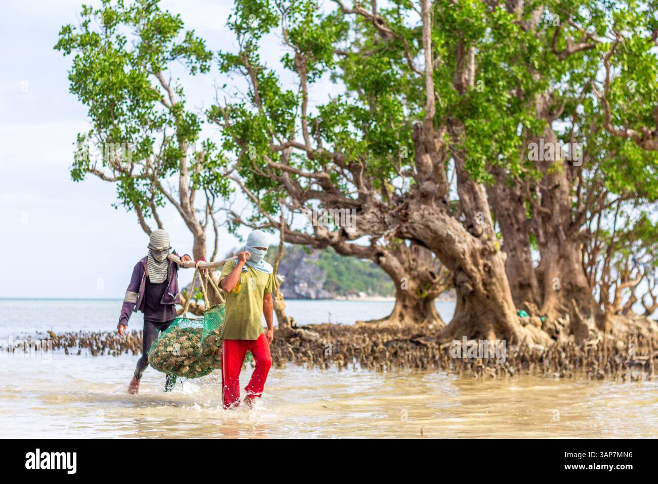 Pescatori filippini che trasportano conchiglie di capesante raccolte da barca a riva nelle isole Gigantes, Iloilo, Filippine Foto Stock