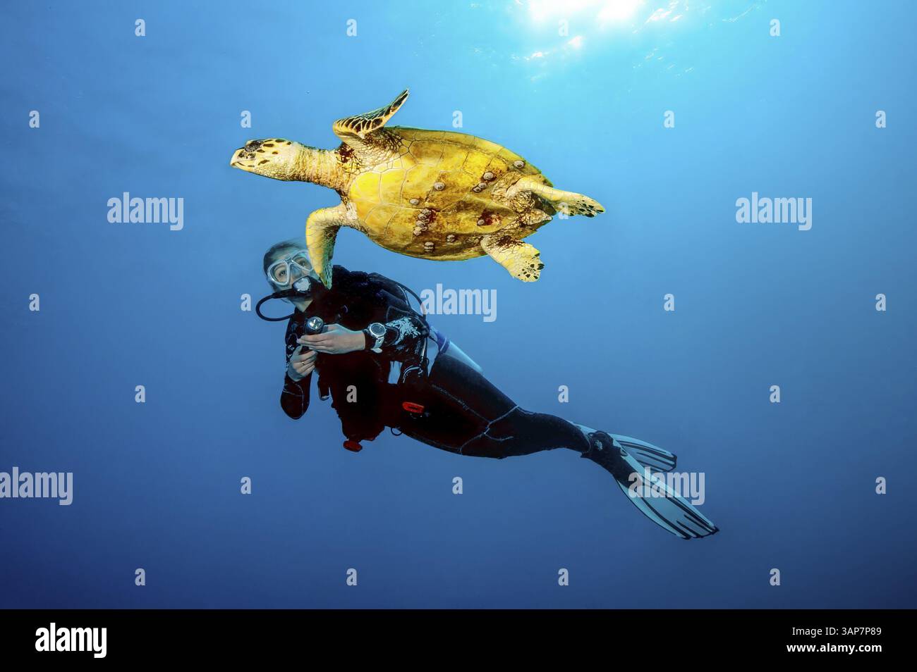 Foto subacquea di un subacqueo che nuota vicino a una tartaruga marina di Hawksbill (Eretmochelys imbricata), Mar Rosso, Egitto, Africa Foto Stock