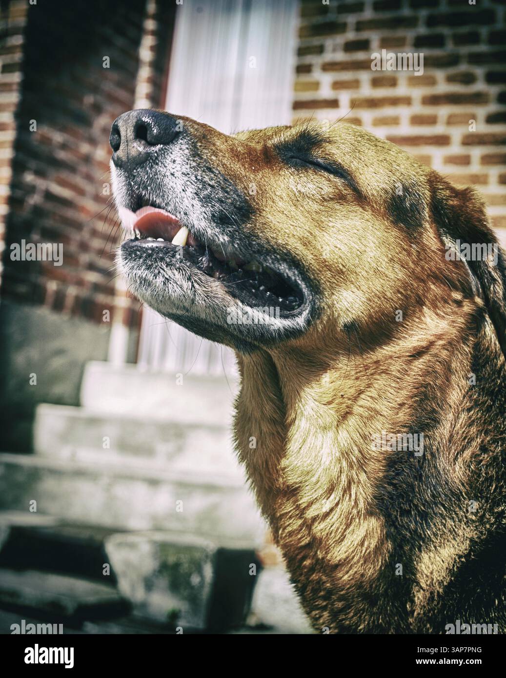 Un mix di pastore tedesco poco prima di starnuti Foto Stock