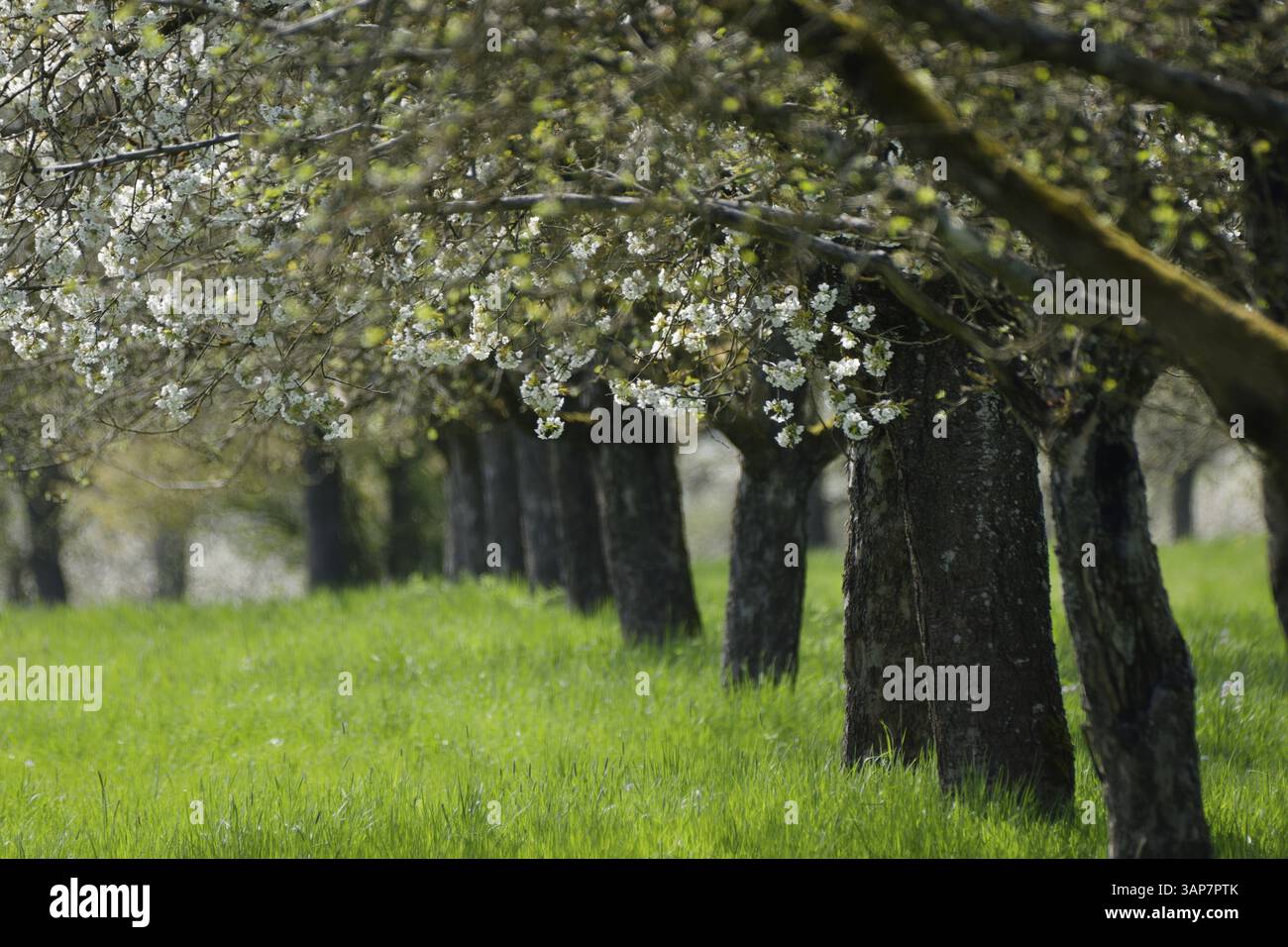 Pere in fiore (Pyrus), pere, albero, albero da frutto, fiore di frutta, aprile, primavera, frutteto, frutta, vitamine, frutteto, ecologia, non spruzzato, Miche Foto Stock