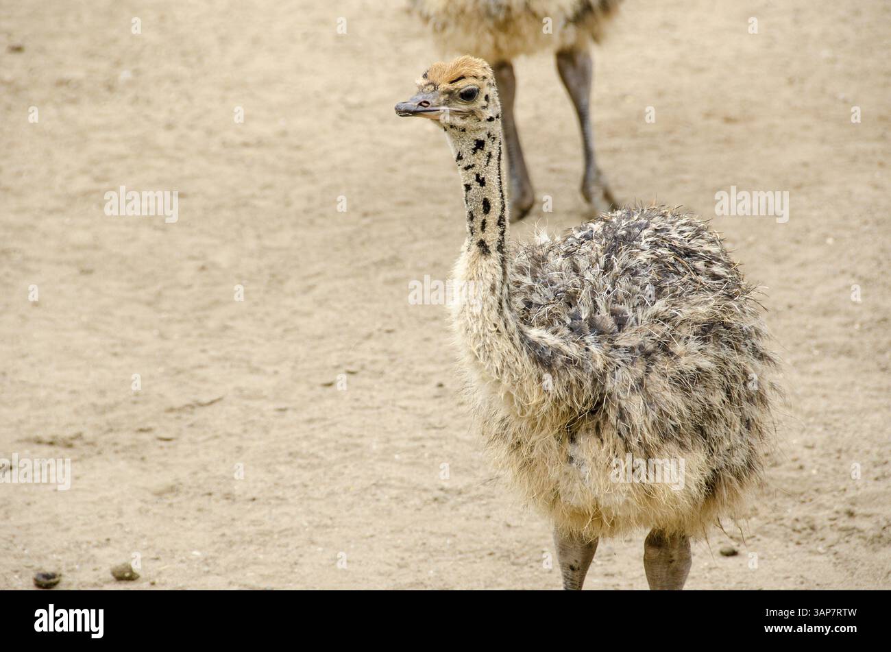 Piccolo, grazioso baby struzzi, Struthio camelus camminare sulla sabbia Foto Stock