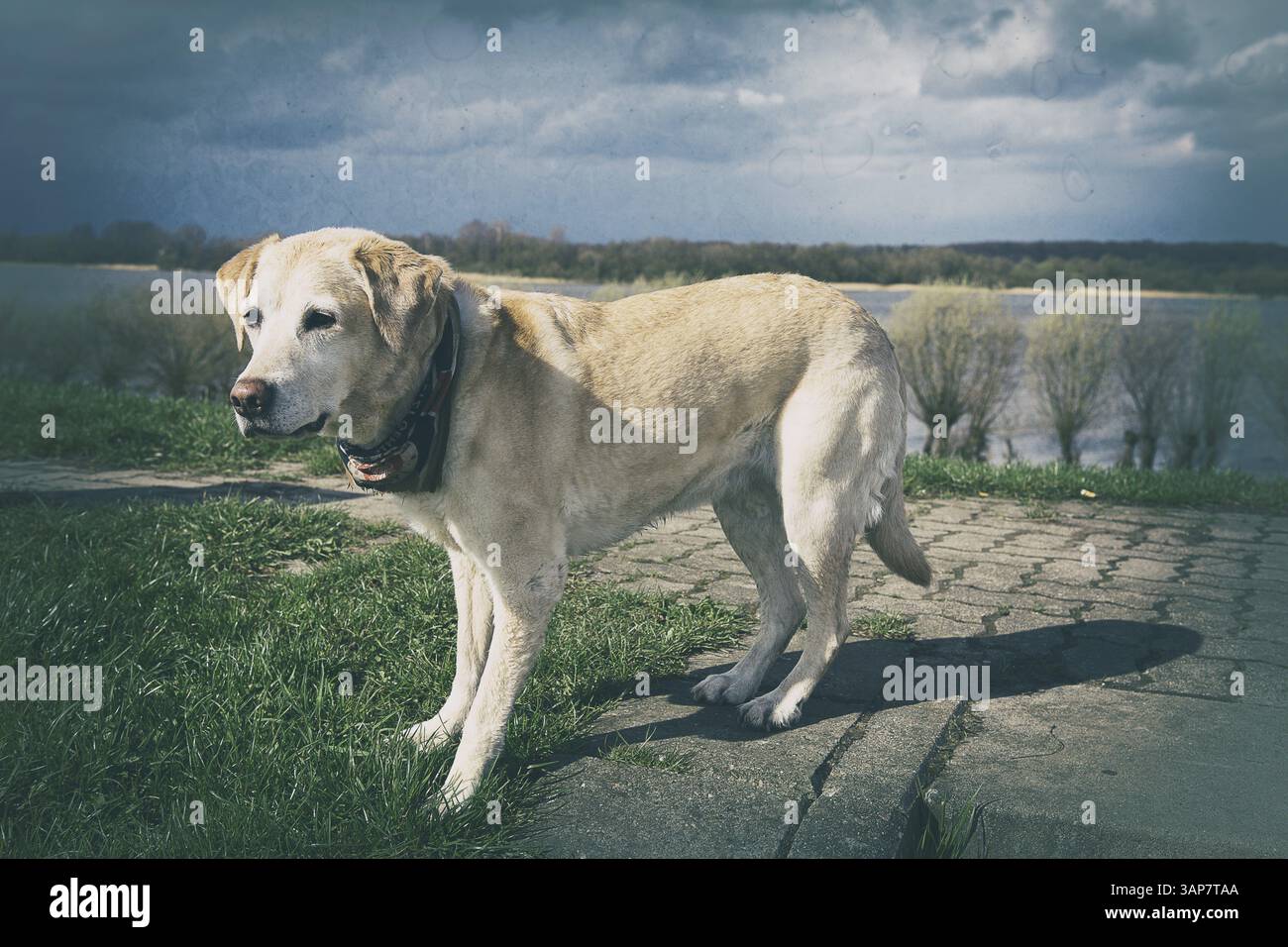 Labrador biondo su una diga nel vecchio paese vicino ad Amburgo, 2016 Foto Stock