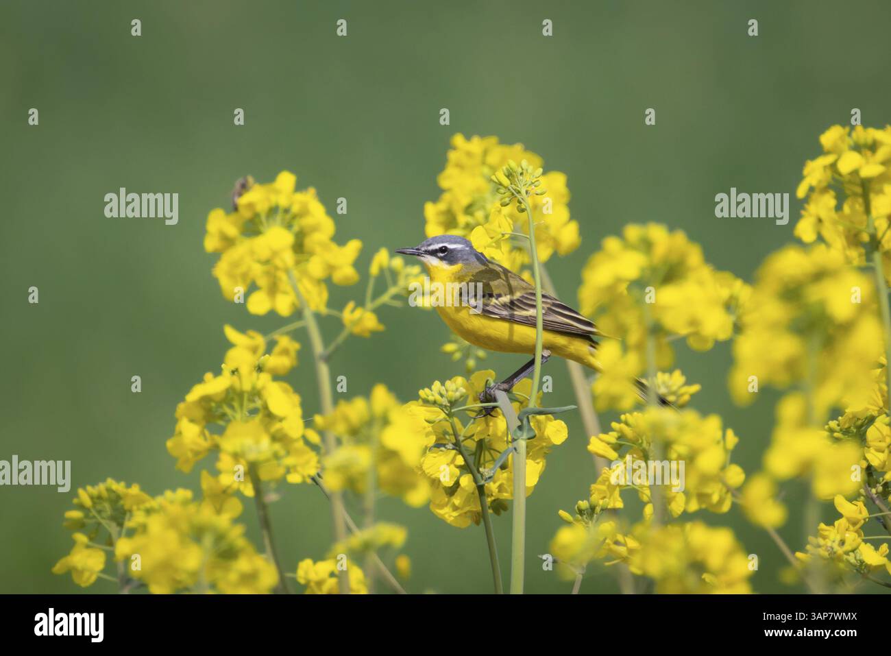 Una coda d'acqua gialla si trova in primavera in un campo di stupro fiorito vicino a Francoforte sul meno, Francoforte sul meno, Assia, Germania, Europa Foto Stock