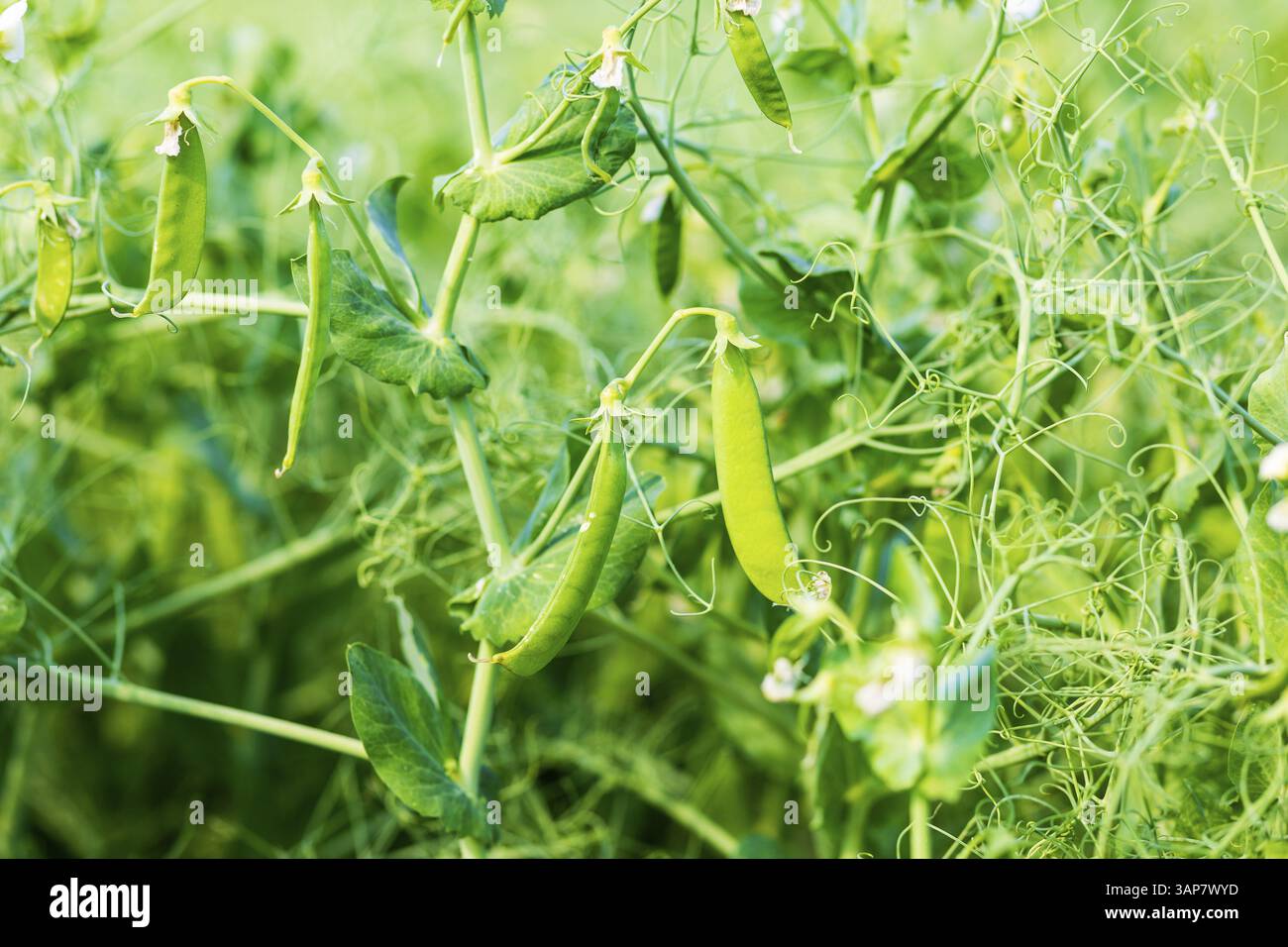 Campo con piselli (Pisum) in fiore, Sassonia, Germania, Europa Foto Stock