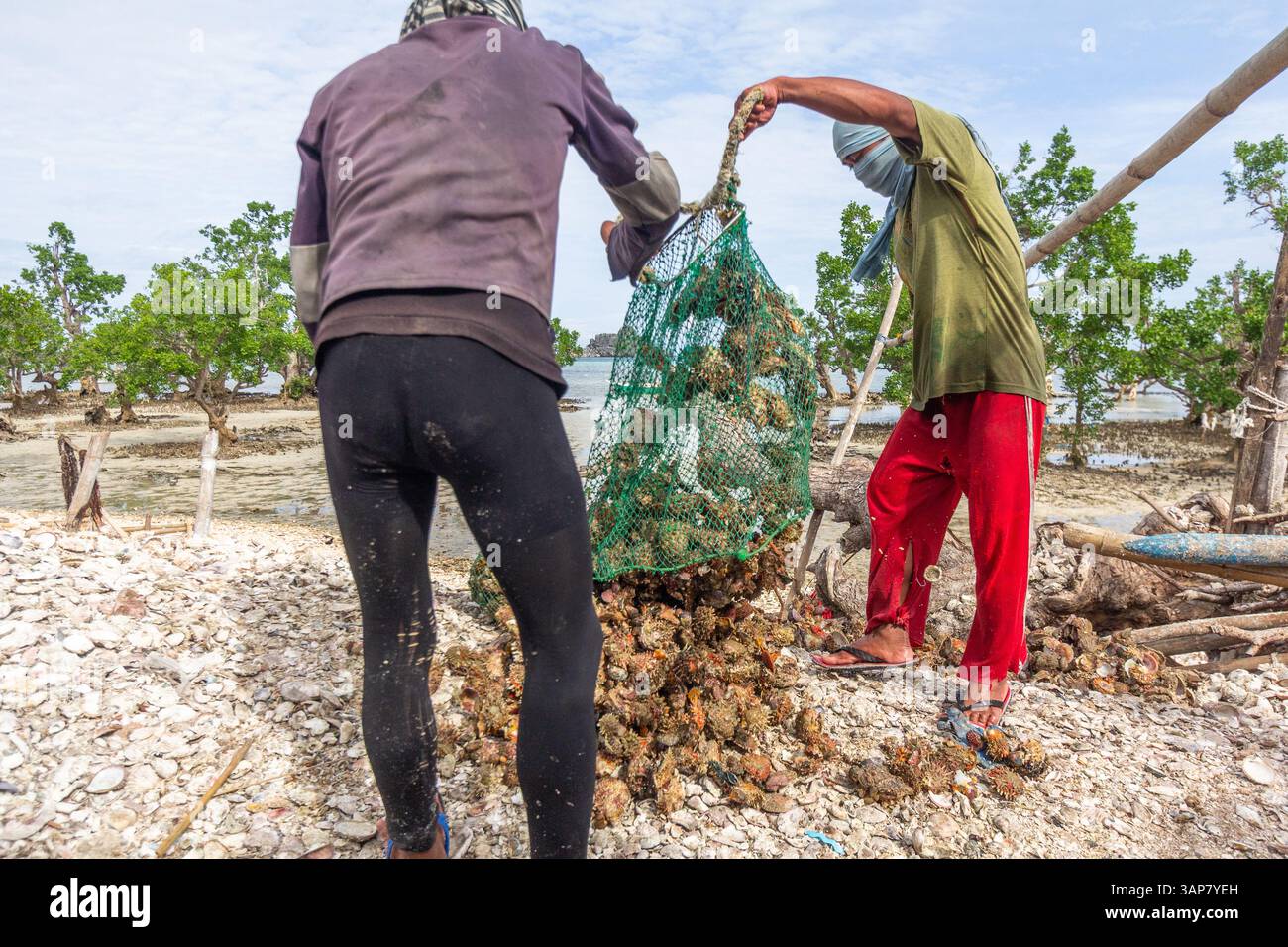 Pescatori filippini che trasportano conchiglie di capesante raccolte da barca a riva nelle isole Gigantes, Iloilo, Filippine Foto Stock