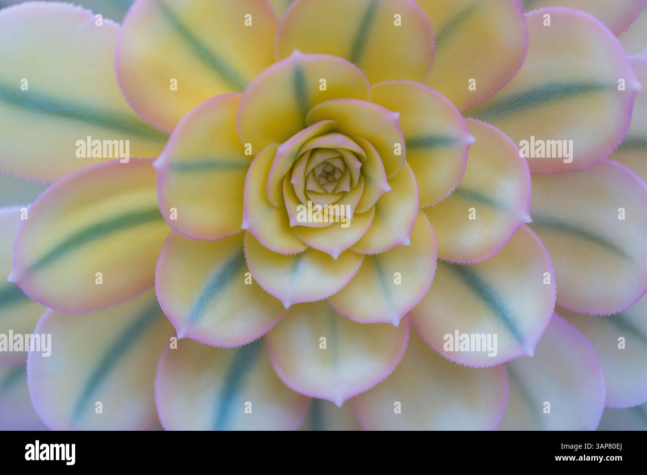 I dettagli dell'Eonium Sunburst mostrano le grandi rosette di foglie carnose e variegate, con il verde, giallo e il fogliame bianco cremoso che sviluppa il rame Foto Stock