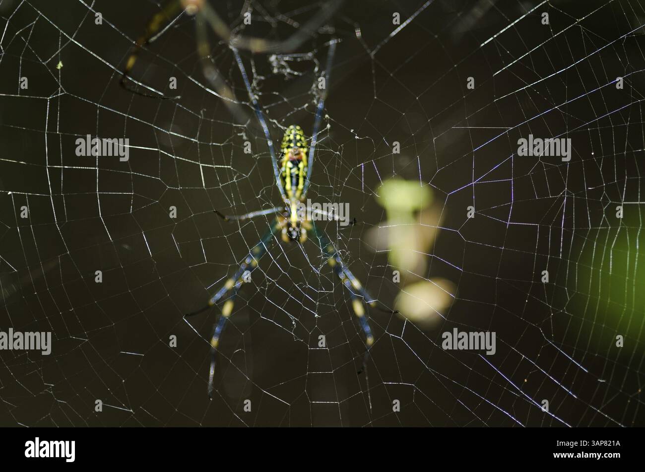 Donna di un tessitore d'oro di seta, Nephila clavata sulla sua rete, Osaka, Giappone, Asia Foto Stock